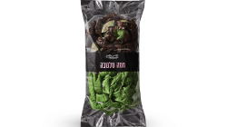 חסה סלנובה