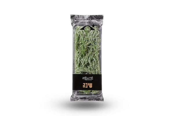 שיבה