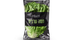 חסה ערבית