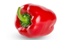 פלפל אדום