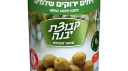 זיתים מנזנילו ירוק יבנה